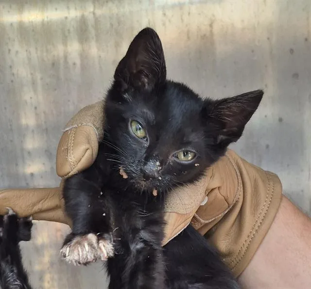 A baby small-sized female Domestic Short Hair cat named Cappuccino for adoption in San Antonio, TX