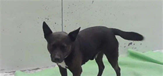 An adult medium-sized male German Shepherd Dog dog named Guardian for adoption in Houston, TX