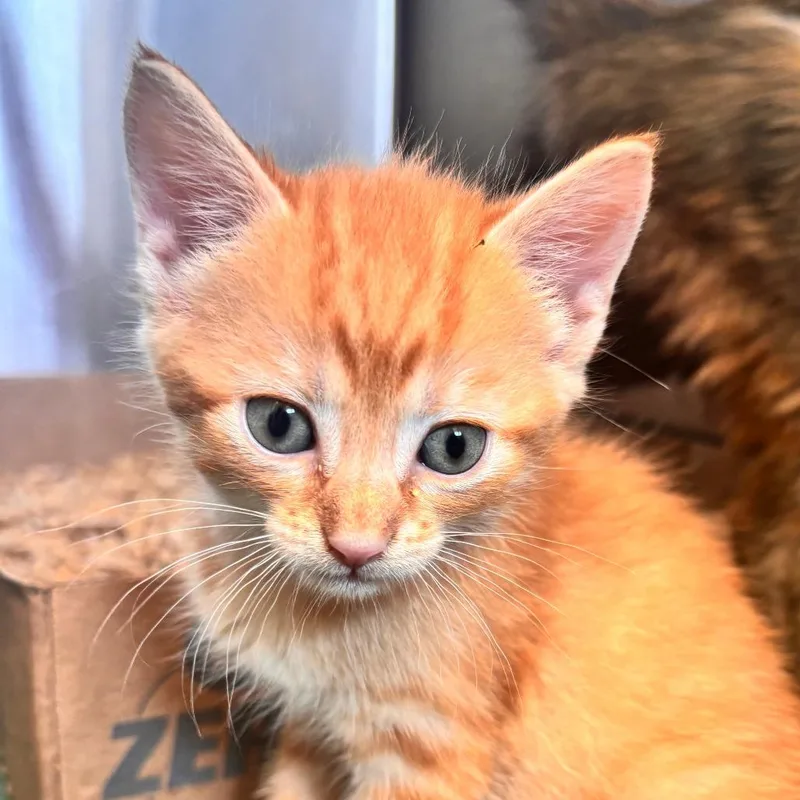 A baby small-sized male Orange / Red Domestic Short Hair cat named Silverstein for adoption in Lynchburg, VA