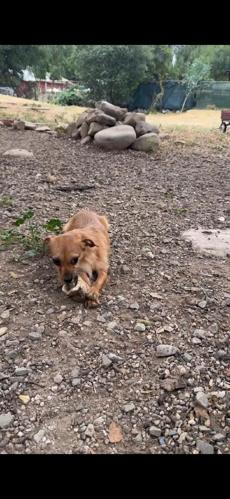 A young small-sized female Chihuahua dog named Barbie for adoption in Los Angeles, CA
