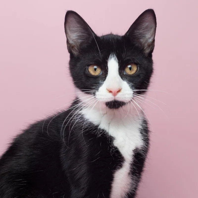 A baby medium-sized male Tabby (Buff / Tan / Fawn) Domestic Short Hair cat named Ferry at Fat Cat for adoption in Tallahassee, FL