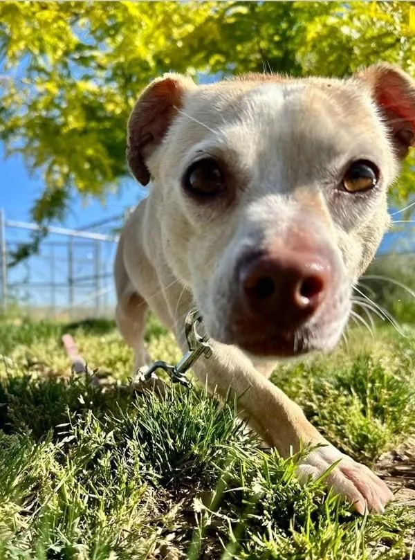 An adult medium-sized female Dachshund dog named Maple for adoption in Salem, OR