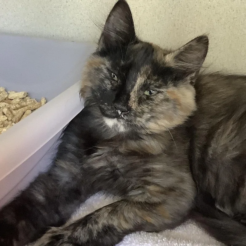 A baby small-sized female Tortoiseshell Domestic Short Hair cat named Samantha for adoption in Redwood City, CA