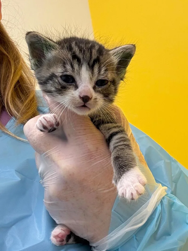 A baby small-sized male Domestic Short Hair cat named Casey for adoption in Raleigh, NC