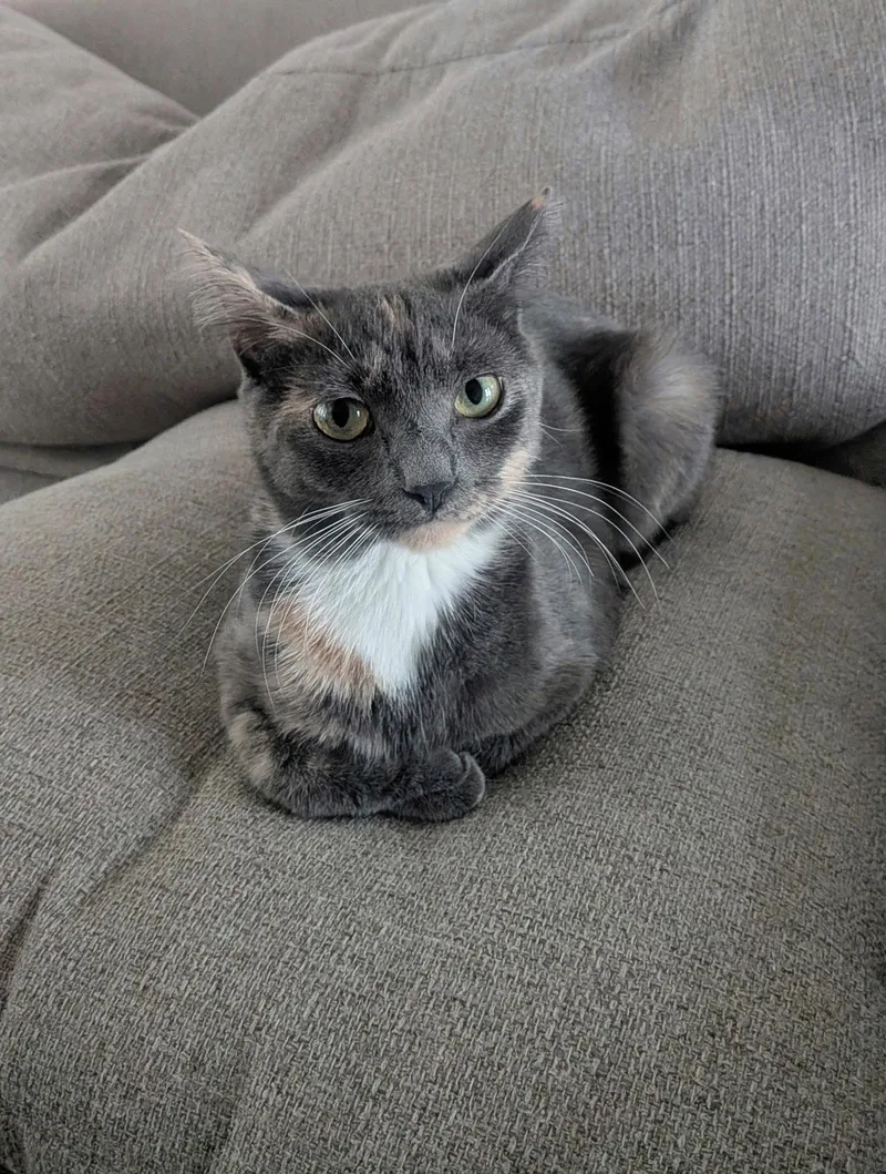 A young medium-sized female Dilute Calico cat named Dahlia for adoption in Wesley Chapel, FL