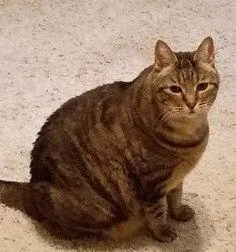 A senior medium-sized female Domestic Medium Hair cat named Chirp for adoption in Tavares, FL