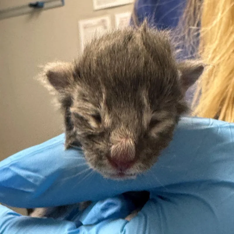 A baby small-sized male Gray / Blue / Silver Domestic Short Hair cat named Perry for adoption in Greenville, SC