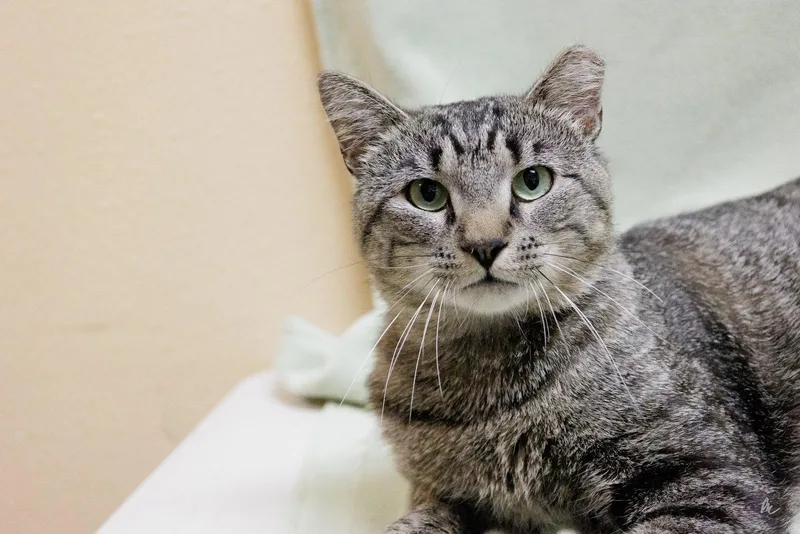 An adult medium-sized male Domestic Short Hair cat named Mr. Poole for adoption in Cary, NC