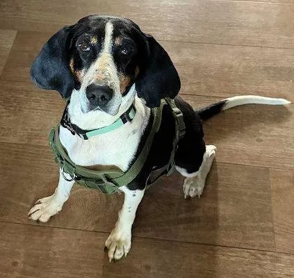 A young large-sized female Treeing Walker Coonhound dog named Shelby for adoption in Leawood, KS