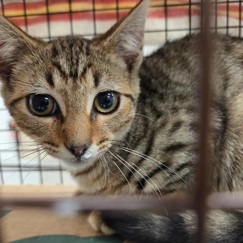A baby small-sized male Brown / Chocolate Domestic Short Hair cat named Oats for adoption in Chattanooga, TN