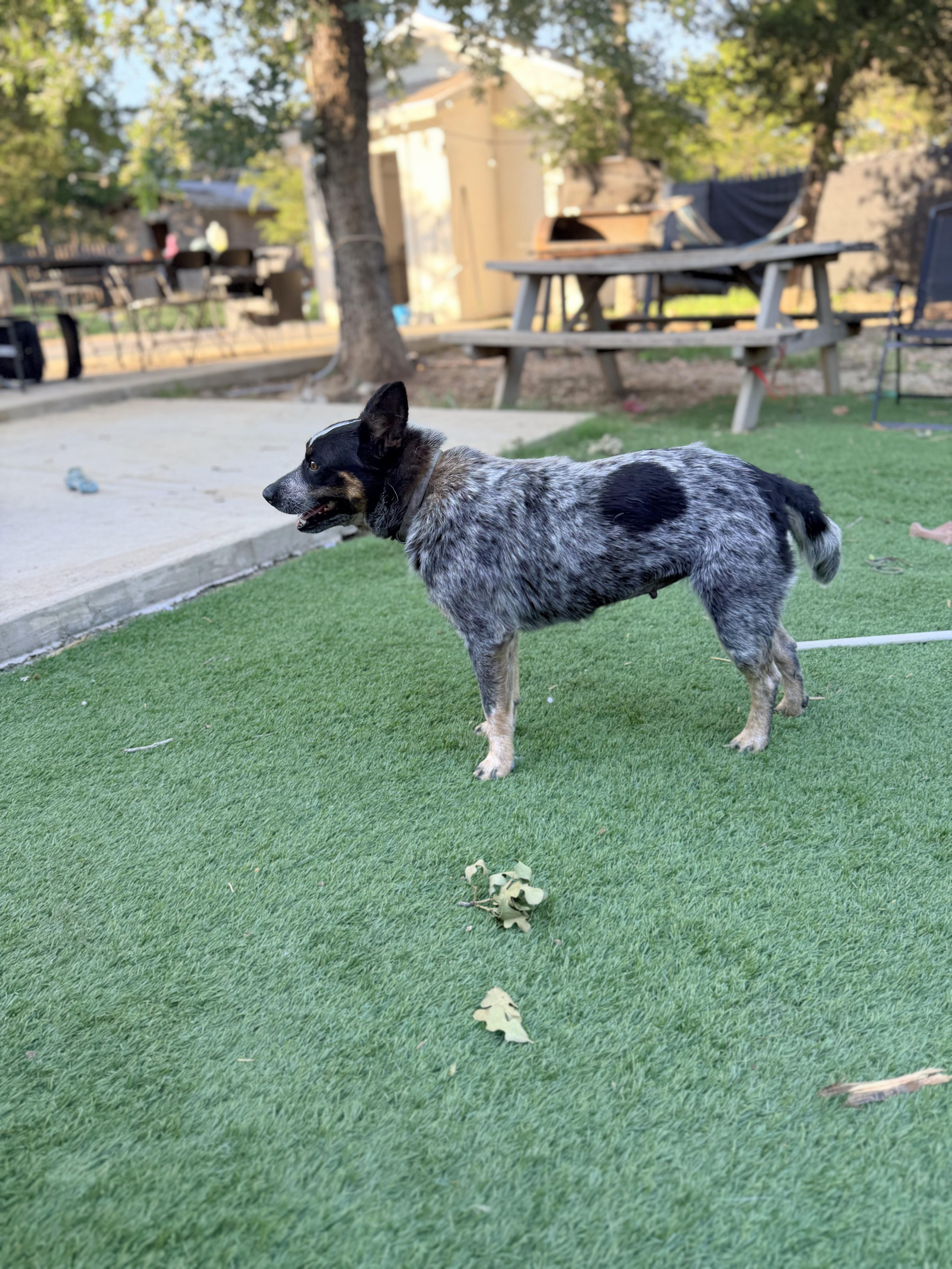 An adult medium-sized female Harlequin Australian Cattle Dog / Blue Heeler dog named Lucy for adoption in Bastrop, TX
