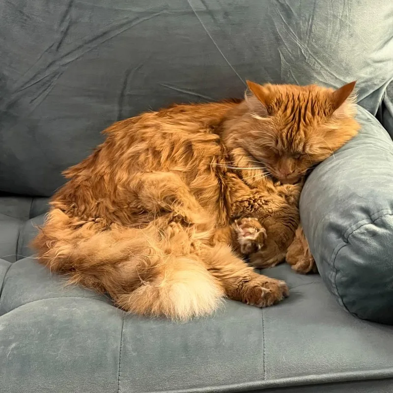 An adult large-sized female Orange / Red Domestic Long Hair cat named Buttercup for adoption in Providence, RI