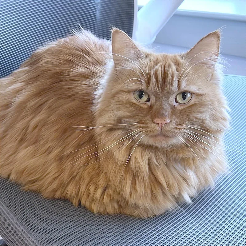 Buttercup thumbnail 2