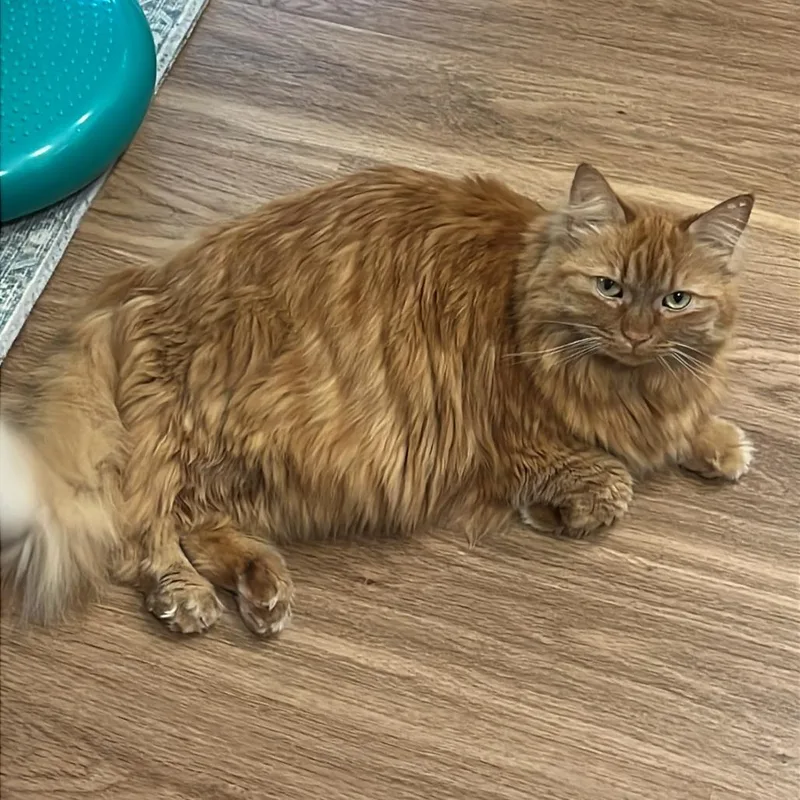 Buttercup thumbnail 3