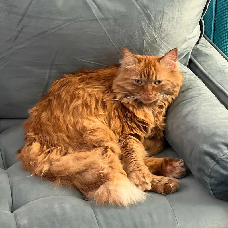 Buttercup thumbnail 4