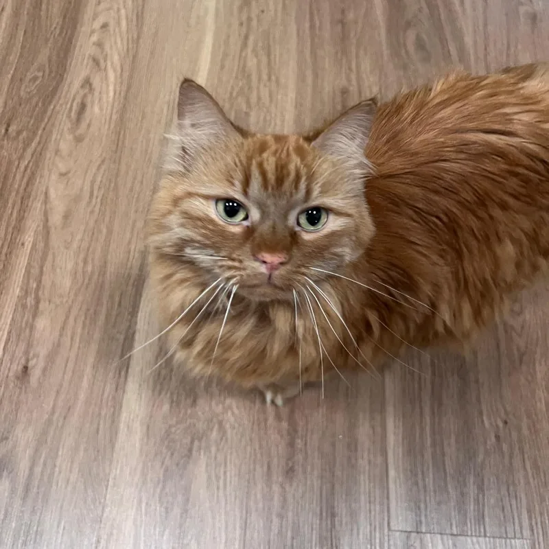 Buttercup thumbnail 5