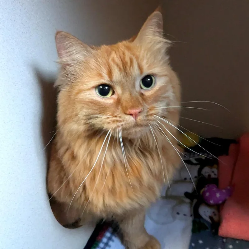 Buttercup thumbnail 6