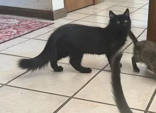 A young small-sized male Domestic Medium Hair cat named Ferb for adoption in Phoenix, AZ
