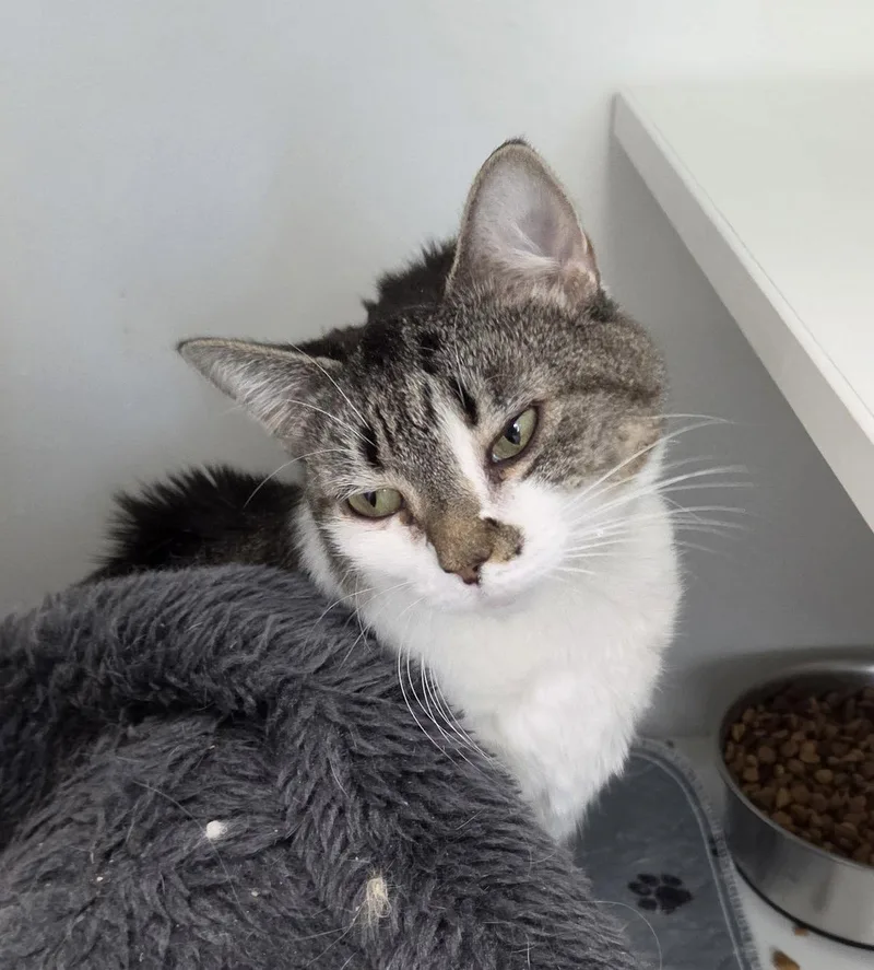 A young medium-sized female Domestic Short Hair cat named Honey Pot for adoption in Satellite Beach, FL