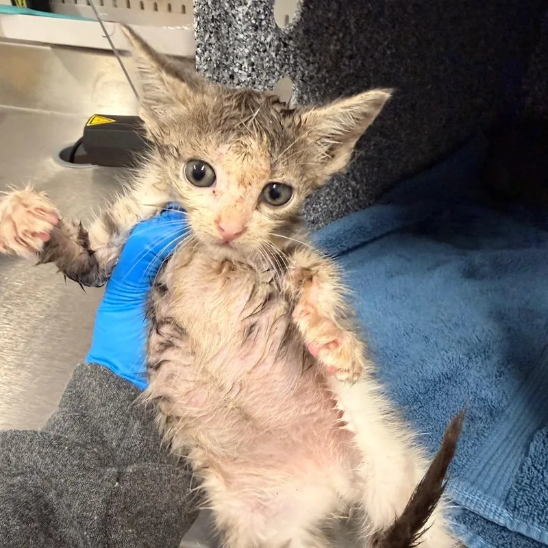 A baby small-sized female Gray / Blue / Silver Domestic Short Hair cat named Jackie for adoption in League City, TX