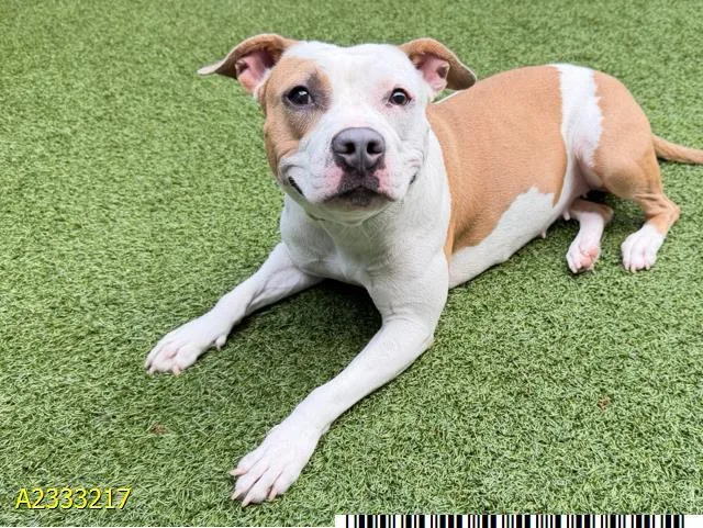 A young large-sized female Mixed Breed dog named Princess for adoption in West Palm Beach, FL