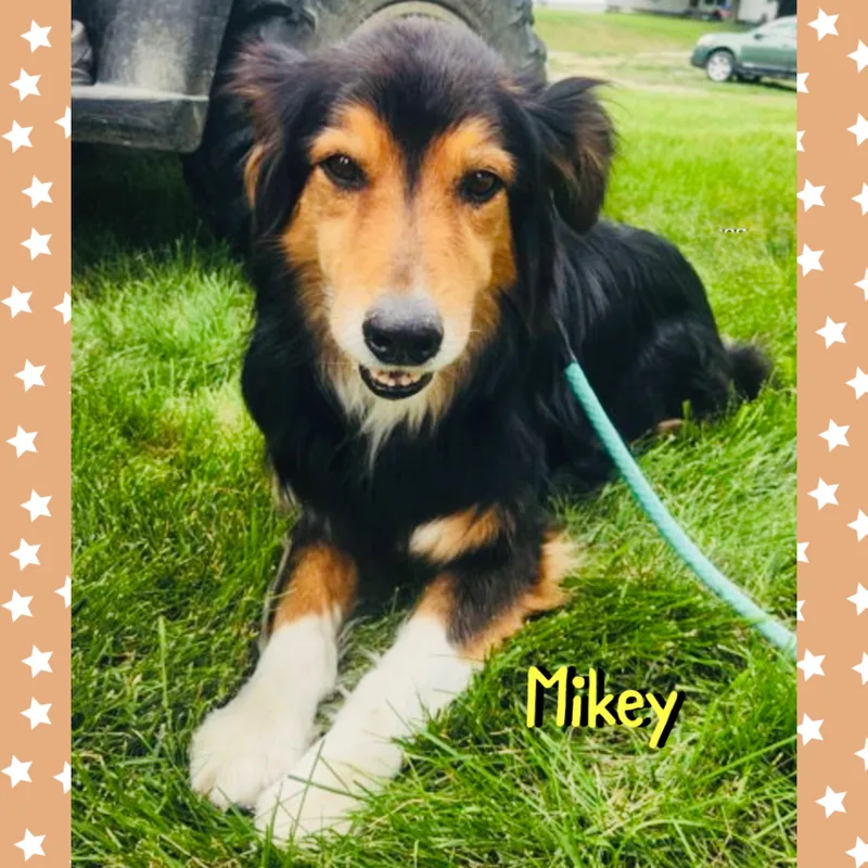 An adult medium-sized male Tricolor (Brown, Black, & White) Australian Shepherd dog named Mikey for adoption in Red Lodge, MT
