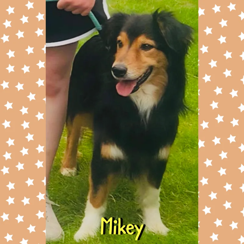 Mikey thumbnail 2