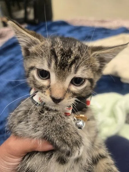 A baby small-sized male Domestic Short Hair cat named Beans for adoption in Millersville, MD