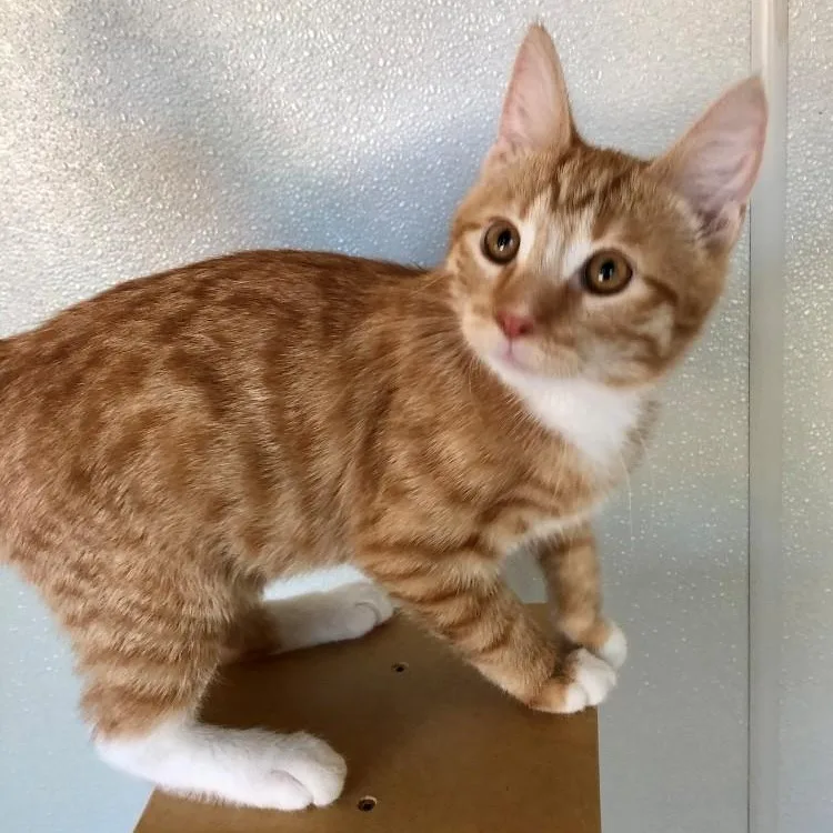 A baby large-sized male Tabby (Orange / Red) Domestic Short Hair cat named Julius for adoption in Lodi, CA