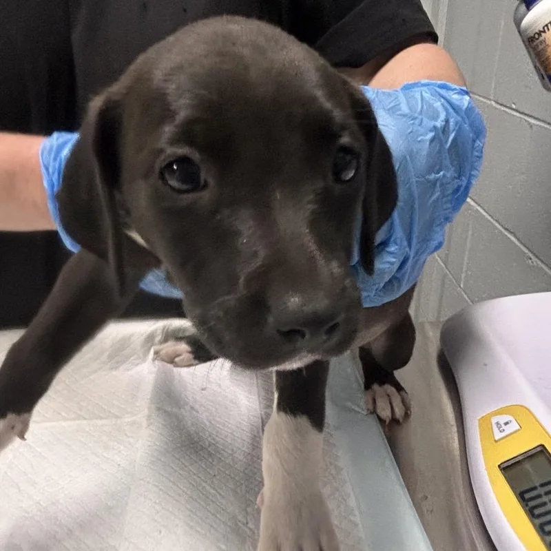 A baby small-sized female Black Mixed Breed dog named Love for adoption in Summerville, SC