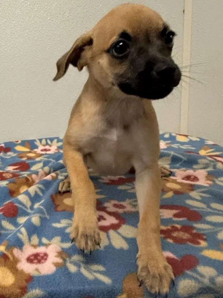 A baby small-sized female Chihuahua dog named Betty Jo for adoption in Osgood, IN