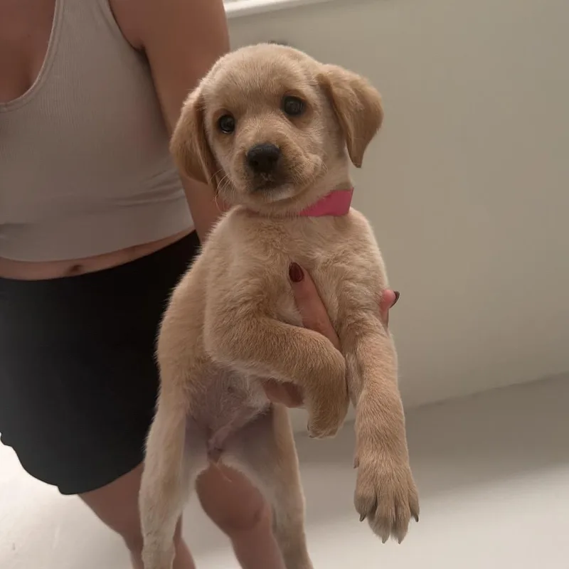 A baby medium-sized female Labrador Retriever dog named Bambi for adoption in Chicago, IL