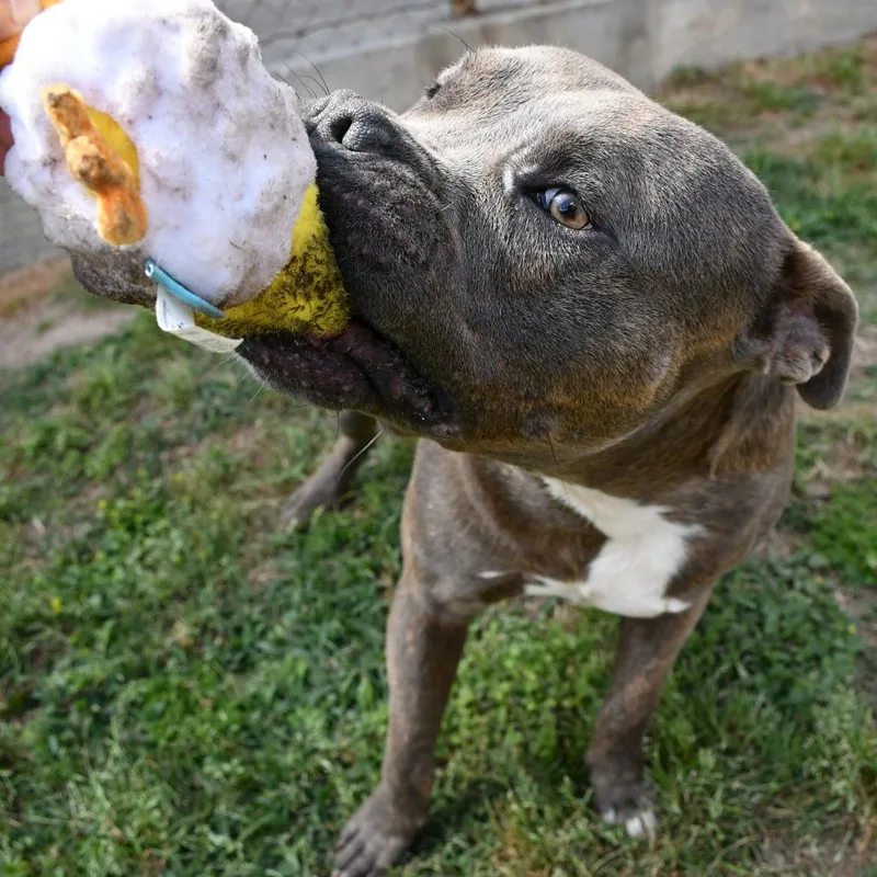 Sebastian thumbnail 3