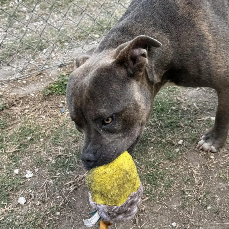 Sebastian thumbnail 5