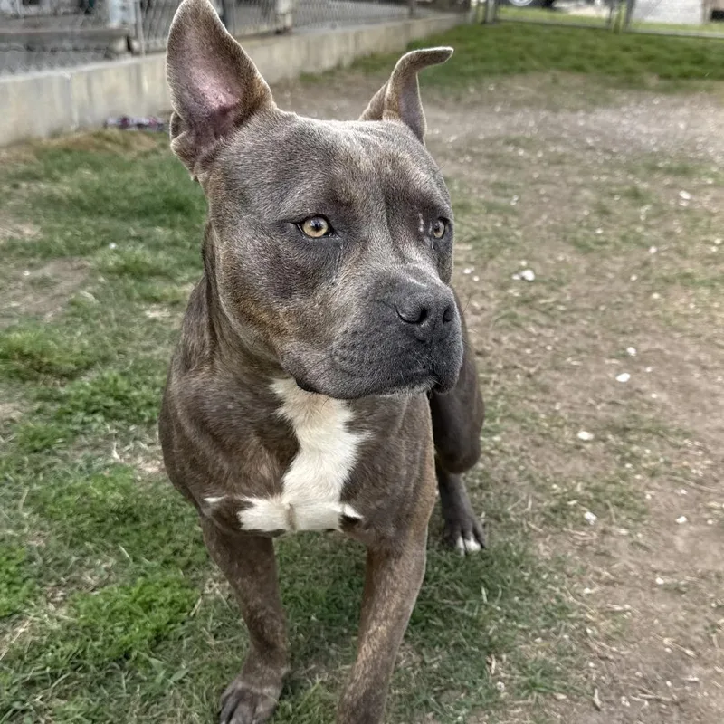 Sebastian thumbnail 6