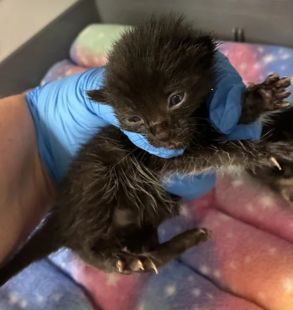 A baby small-sized female Domestic Short Hair cat named Wynken for adoption in Silverdale, WA