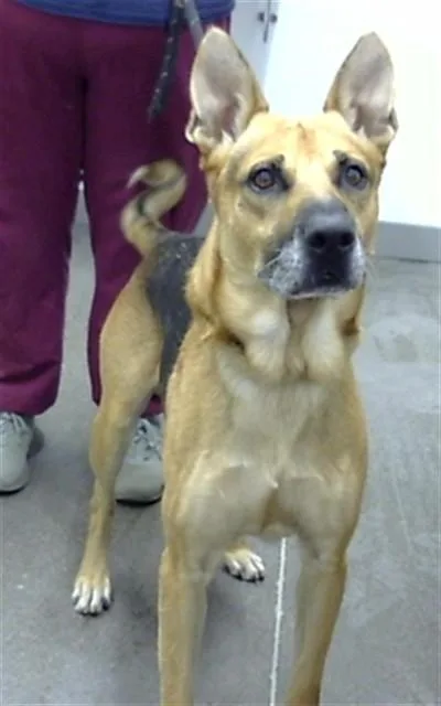 A young large-sized male German Shepherd Dog dog named Remmi for adoption in Mesa, AZ