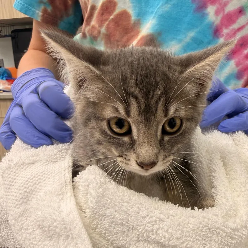 A baby small-sized female Gray / Blue / Silver Domestic Short Hair cat named Emu for adoption in Chattanooga, TN