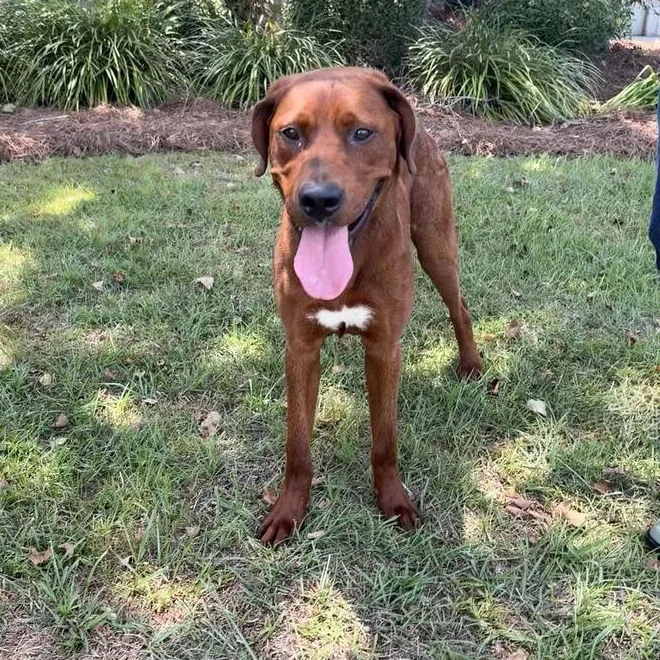 A young medium-sized male Red / Chestnut / Orange Labrador Retriever dog named Cooper for adoption in Valdosta, GA
