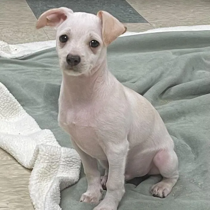 A baby small-sized male Chihuahua dog named Tyler for adoption in Stratford, CT