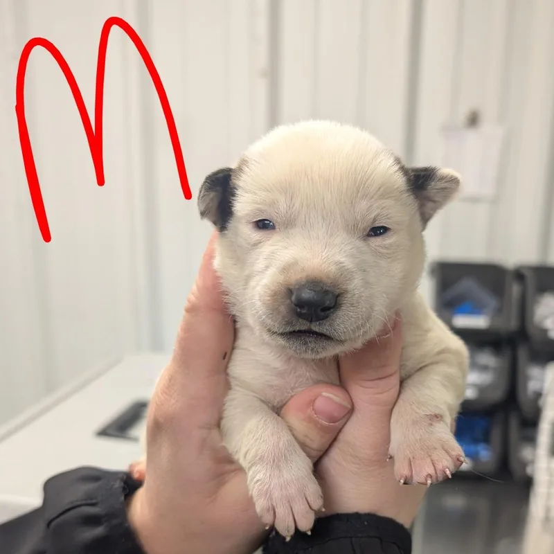 Nashville thumbnail 2