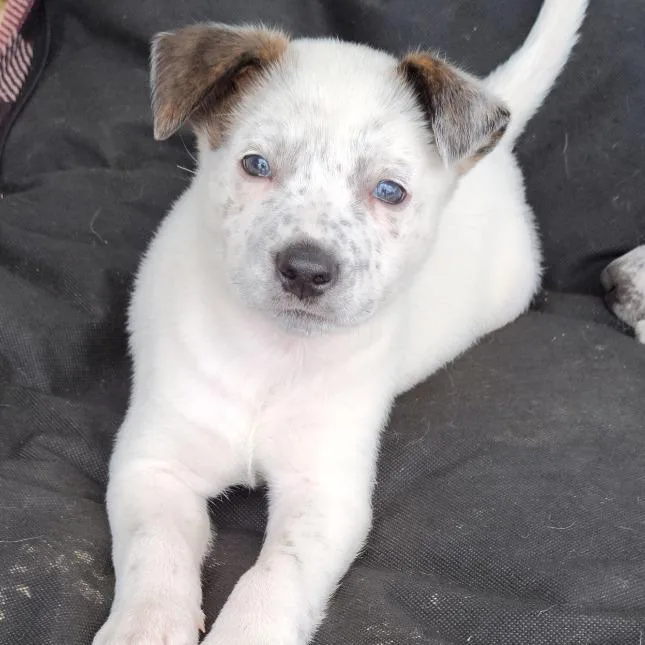 Nashville thumbnail 3