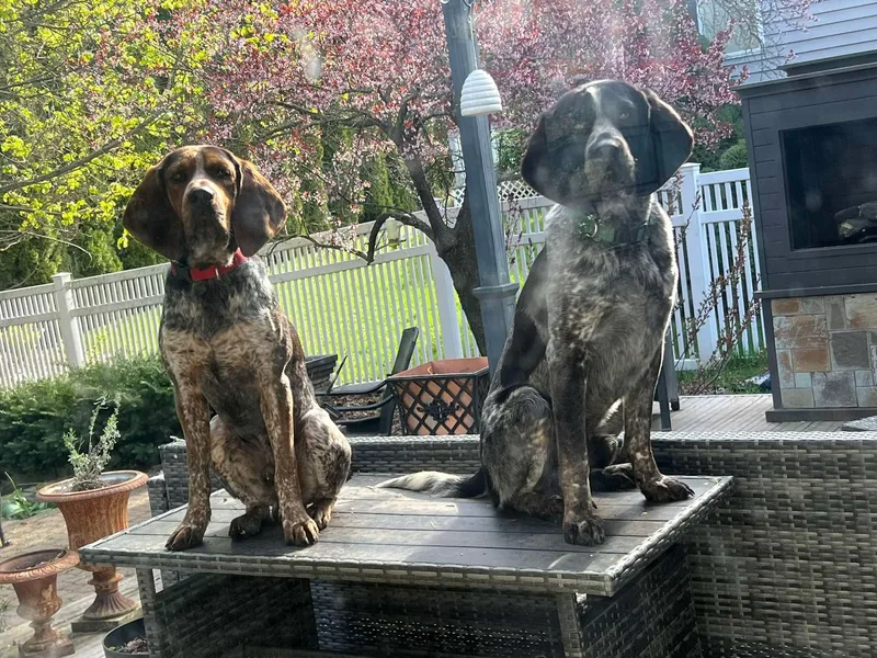 A young medium-sized male Bluetick Coonhound dog named Dan And Clyde for adoption in Plummer, ID