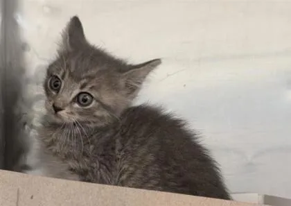 A baby small-sized male Gray / Blue / Silver Domestic Short Hair cat named 61099090 for adoption in El Paso, TX