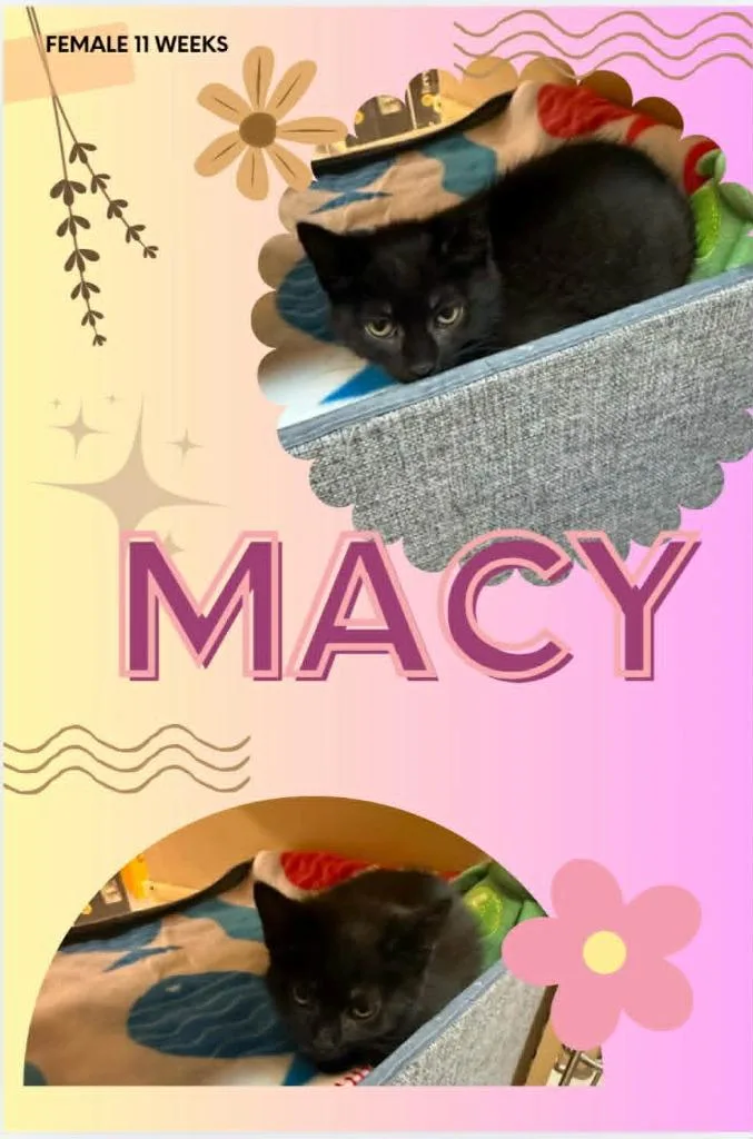 Macy