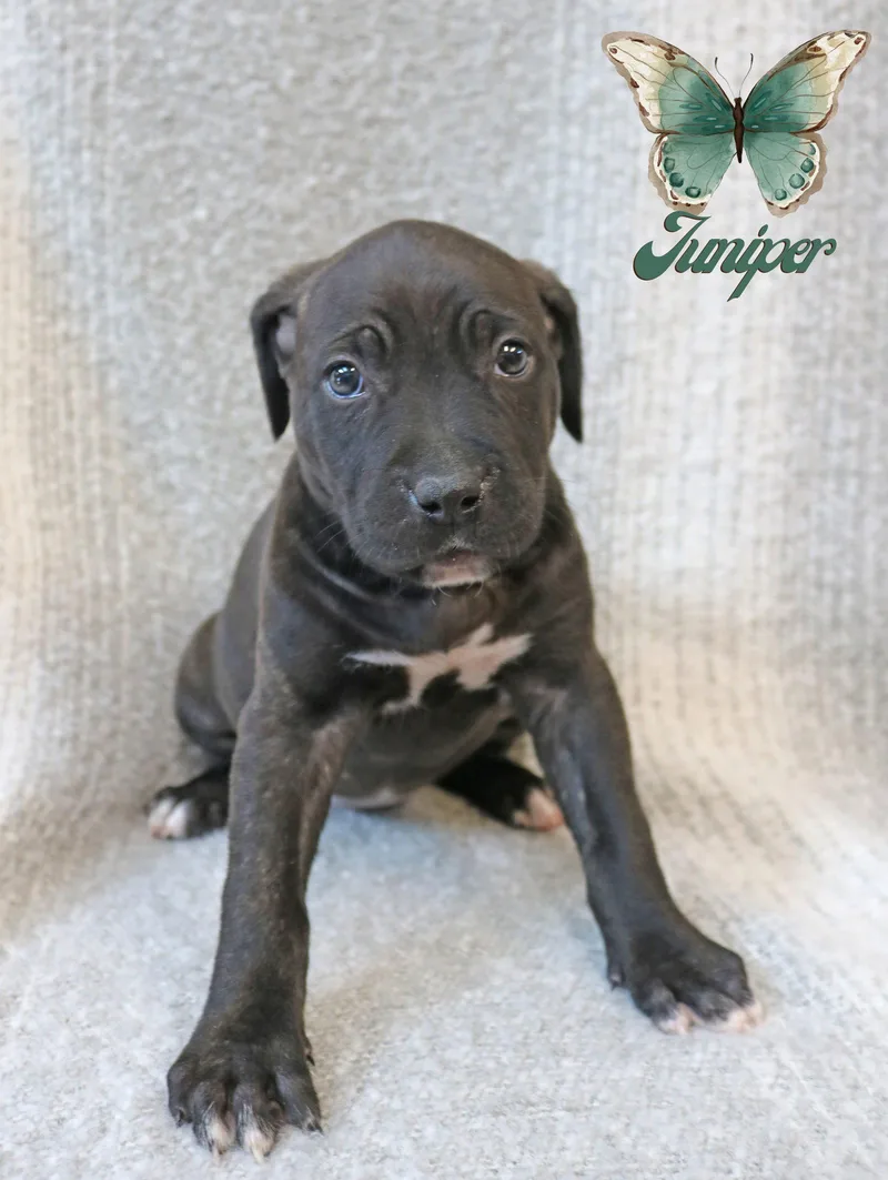 Juniper Wingsoflove thumbnail 2