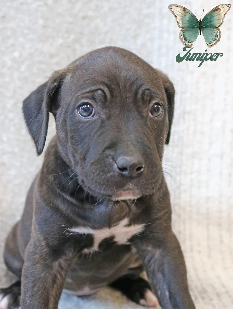 Juniper Wingsoflove thumbnail 3