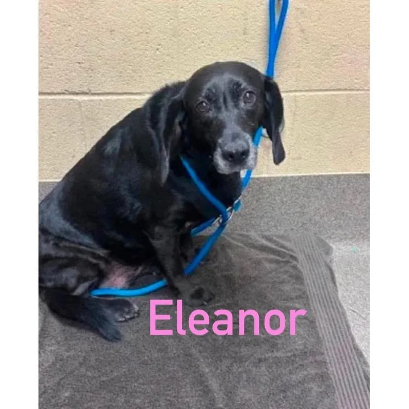 Eleanor
