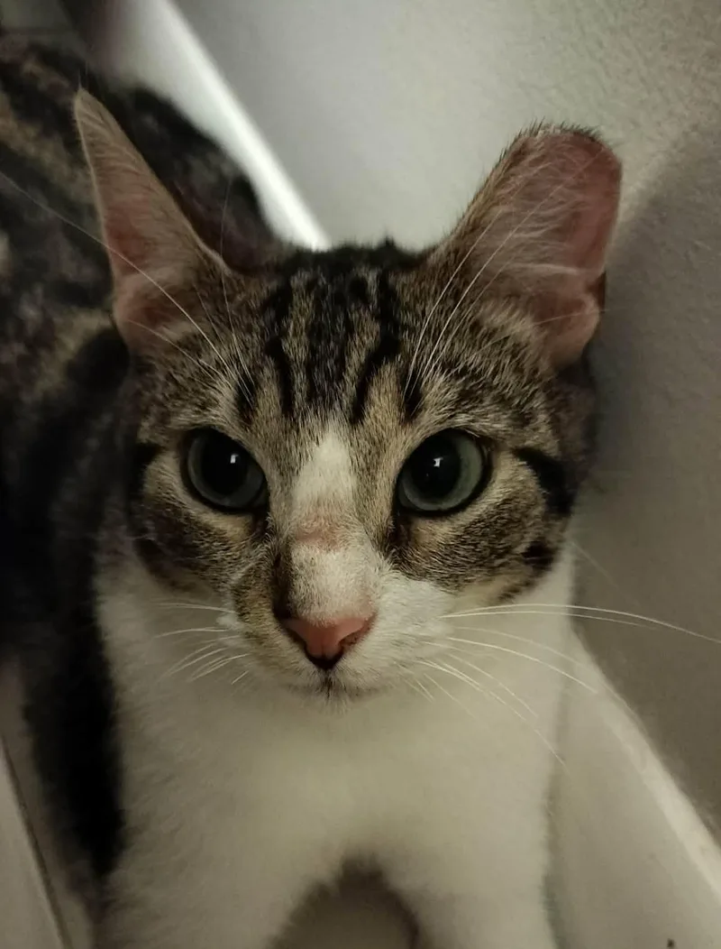 A baby medium-sized male Tabby (Brown / Chocolate) Tabby cat named Jude for adoption in Chicago, IL