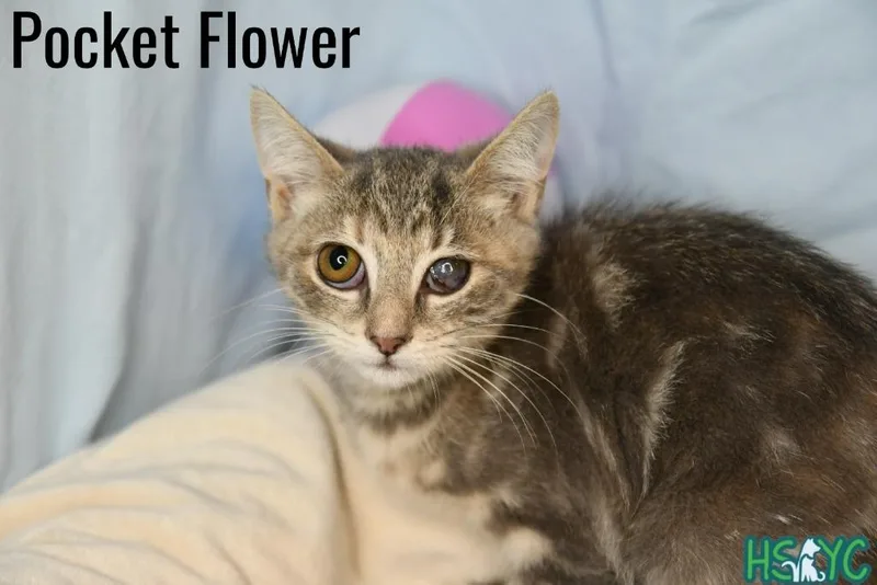 A baby medium-sized female Domestic Short Hair cat named Pocket Flower for adoption in Fort Mill, SC